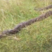 15-Foot Python