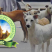 Street Dog Census