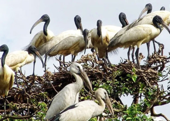 Bird Nesting