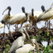 Bird Nesting