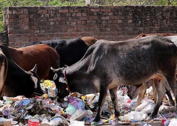 Stray Cow