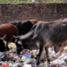 Stray Cow