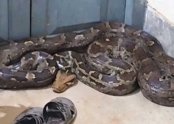 Giant 20-Foot Python