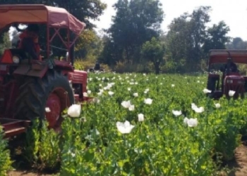 Poppy Cultivation