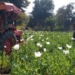 Poppy Cultivation