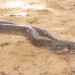 Indian Rock Python