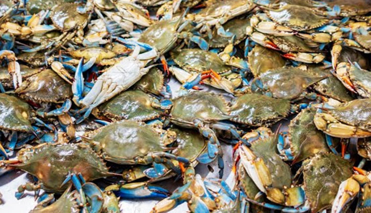 Mud Crab Hatchery To Come Up In Paradip With Rs 2.81 Cr Investment