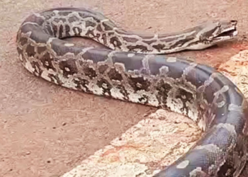 Six-Foot Python