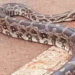 Six-Foot Python