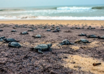 Ganjam : Newly hatched olive ridley turtles make their way to the sea at Rushikulya rookery (Bay of Bengal) in Ganjam district on Friday, April 21, 2023. (Photo:Biswanath swain/IANS)