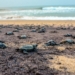 Ganjam : Newly hatched olive ridley turtles make their way to the sea at Rushikulya rookery (Bay of Bengal) in Ganjam district on Friday, April 21, 2023. (Photo:Biswanath swain/IANS)