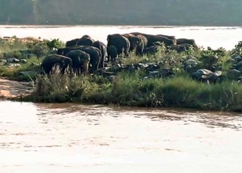 Wild Elephants