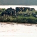 Wild Elephants