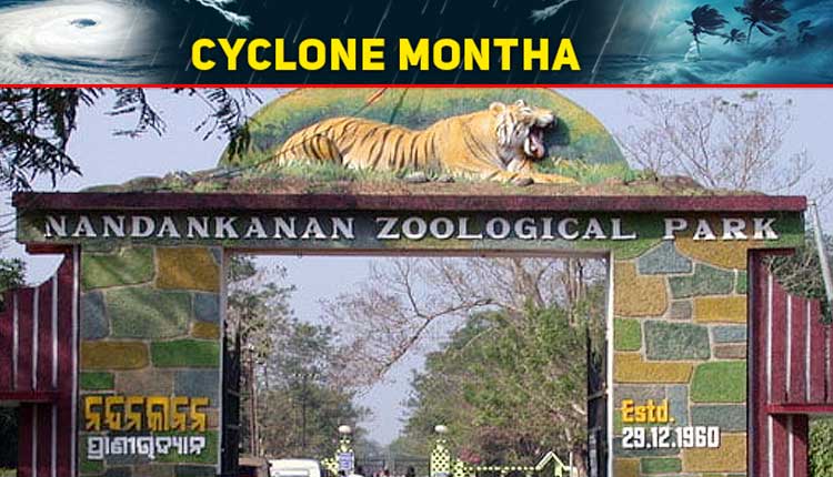 Nandankanan Zoo - Cyclone Montha