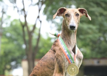 Indian Breed Dog