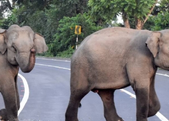 Wild Elephants Die