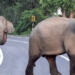 Wild Elephants Die