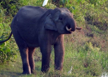 Elephant