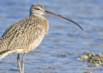 Migratory Bird