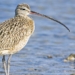 Migratory Bird