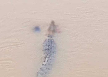 Crocodile Attack