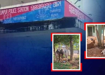 Illegal Cattle Trafficking Busted