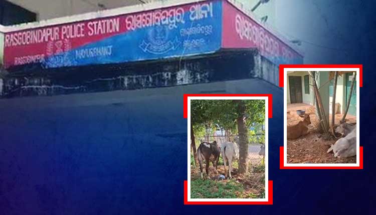 Illegal Cattle Trafficking Busted