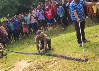 King Cobra