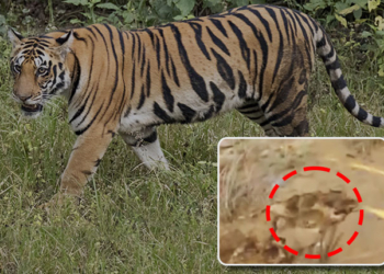 Tiger Pugmarks