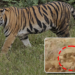 Tiger Pugmarks