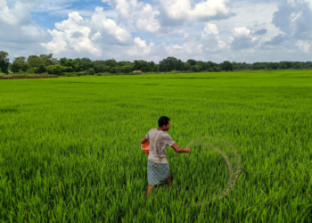 Bastar: A farmer applies urea fertilizer to a paddy field for crop growth, on the outskirts of Jagdalpur in Bastar district, Sunday, August 31, 2025. (IANS)
