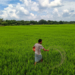 Bastar: A farmer applies urea fertilizer to a paddy field for crop growth, on the outskirts of Jagdalpur in Bastar district,  Sunday, August 31, 2025. (IANS)
