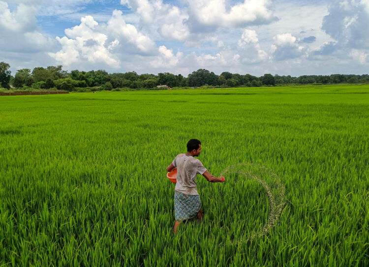 Bastar: A farmer applies urea fertilizer to a paddy field for crop growth, on the outskirts of Jagdalpur in Bastar district, Sunday, August 31, 2025. (IANS)