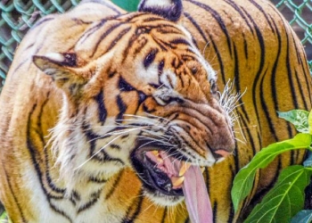 K’taka Tiger Attack