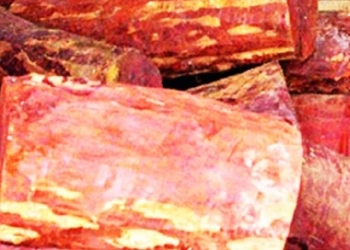 Biodiversity Authority