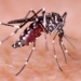 Dengue