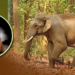 elephant attack_death
