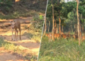 Debrigarh Sanctuary - Deer