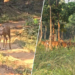 Debrigarh Sanctuary - Deer