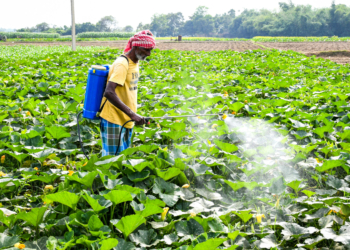 Nadia: A farmer sprays pesticides in a pumpkin field surrounded by mustard flowers, tending to the crops in Nadia Friday, November 21, 2025. (Photo: IANS)