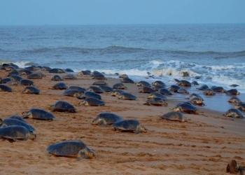 Gahirmatha Marine Sanctuary