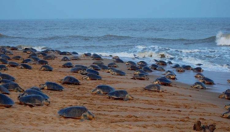 Gahirmatha Marine Sanctuary
