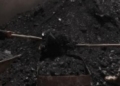 Coal Auction