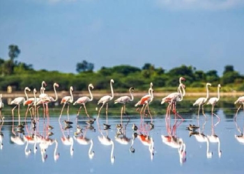 Pulicat Sanctuary