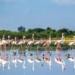 Pulicat Sanctuary