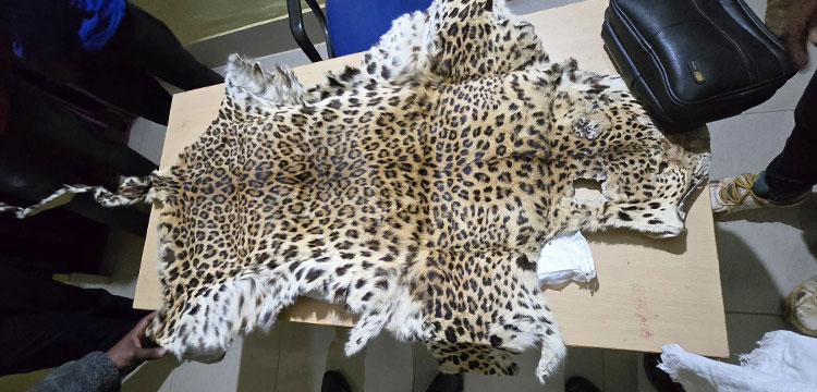 Leopard Skin