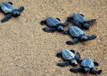 Olive Ridley Turtles