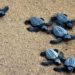 Olive Ridley Turtles