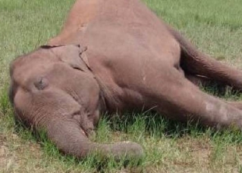 Female Elephant - Dead