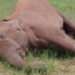 Female Elephant - Dead